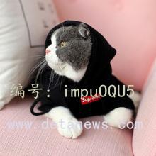 ȼ