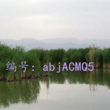 ̨