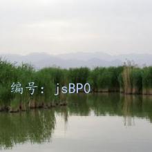 赸