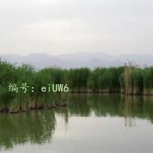 Ͻ