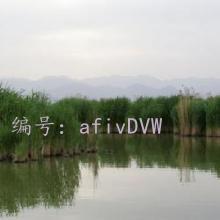 ̨