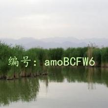 ̨