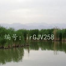 츲